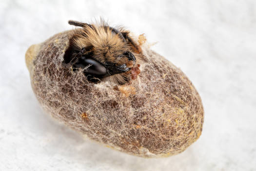 Emerging Red Mason Bee