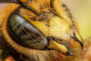 European Wool Carder Bee Portrait