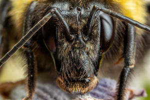 Bumblebee Portrait II