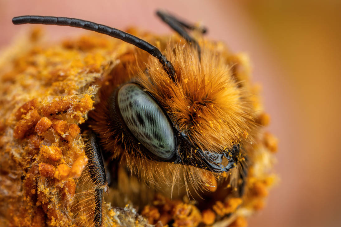 Emerging European Blue Mason Bee