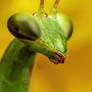 Mantis Portrait