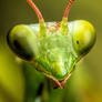 Mantis Portrait II