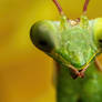 Mantis Portrait III