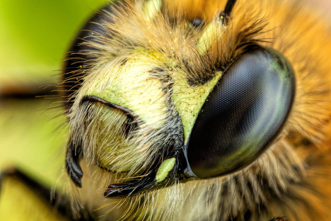 Hairy Footed Bee