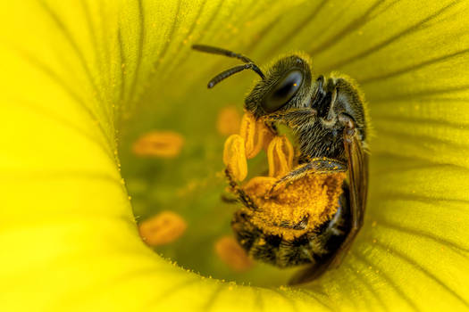 Foraging Sweat Bee II