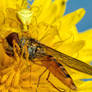 Crab Spider Feeding on a Hoverfly