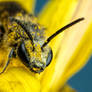 Pollen Covered Solitary Bee
