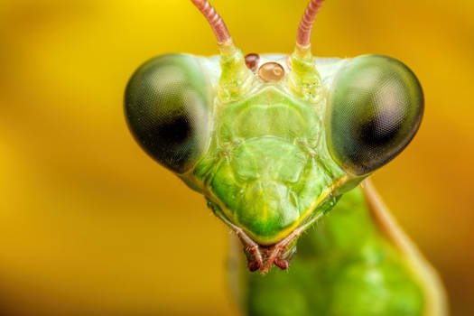 Mantis Portrait IV