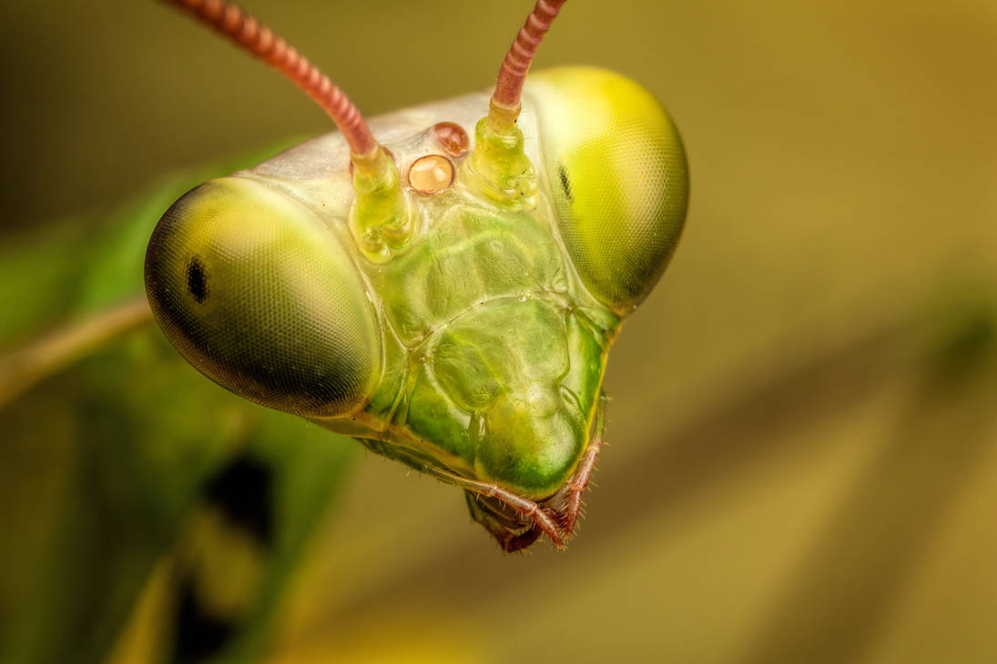 Mantis Portrait V