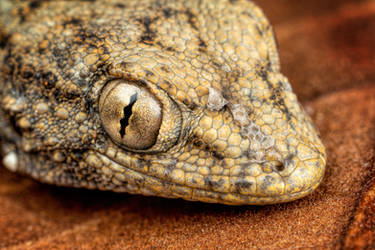 Gecko on a Leaf II