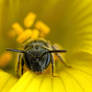 Sweat Bee in a Sourgrass Flower