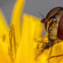 Feeding Hoverfly