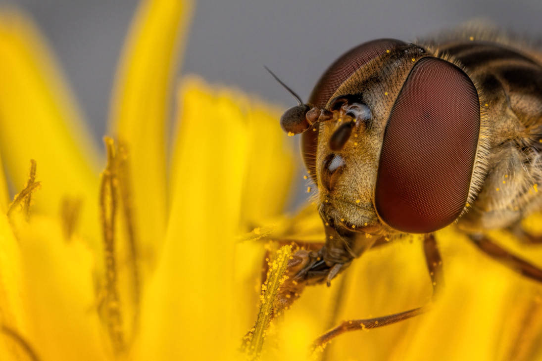Feeding Hoverfly