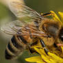 Foraging Honeybee