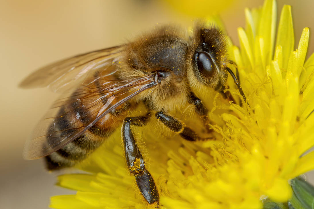Foraging Honeybee III