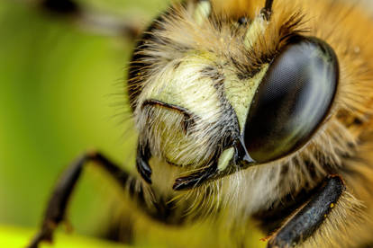 Hairy Footed Bee Portrait