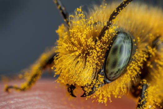 Pollen Covered Blue Mason Bee III