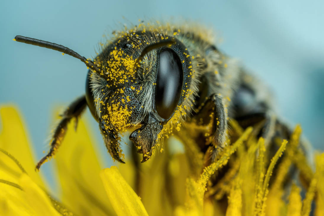 Female European Blue Mason Bee