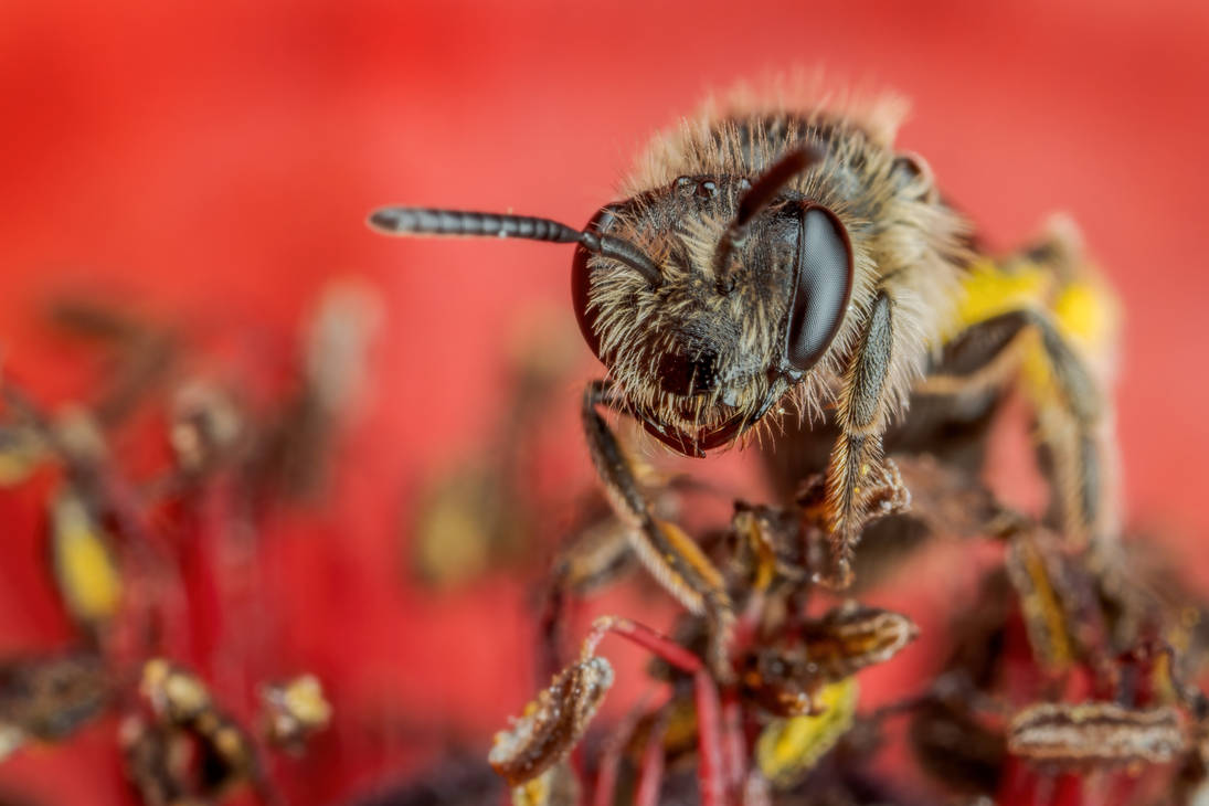 Sweat Bee in a Poppy