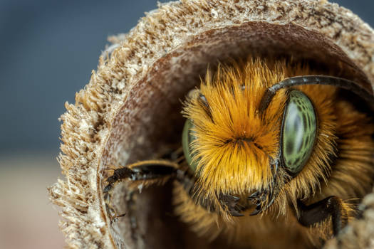 Male European Blue Mason Bee