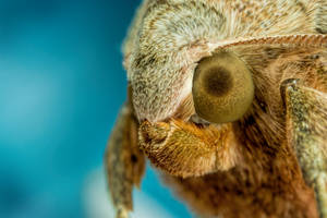 Moth Portrait