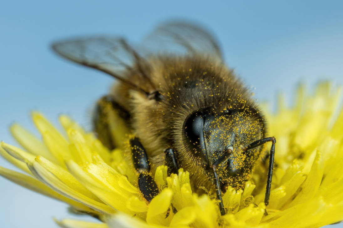 Foraging Honeybee VIII