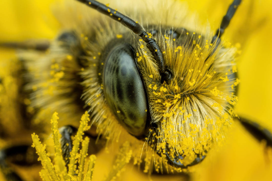 Male European Blue Mason Bee II
