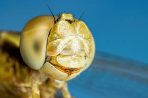 Newborn Dragonfly