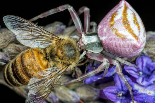 Crab Spider Feeding on a Honeybee