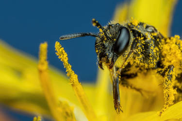 Sweat Bee Cleaning its Proboscis
