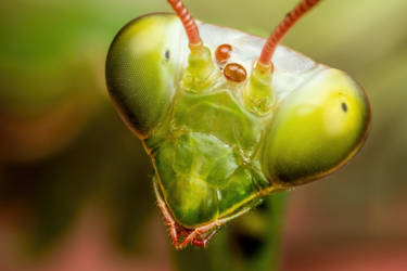 Mantis Portrait VI