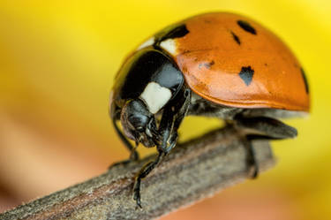 Ladybug Maintenance