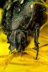 Chafer Beetle Grazing on Dandelion Pollen