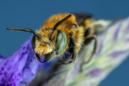 European Blue Mason Bee