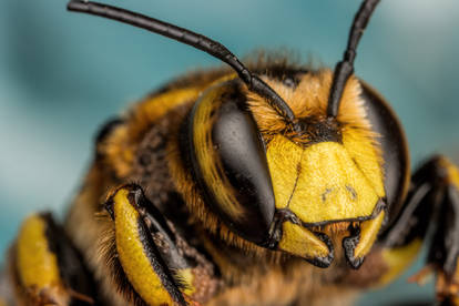 Male European Wool Carder Bee