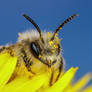 Mining Bee Portrait