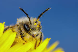 Mining Bee Portrait