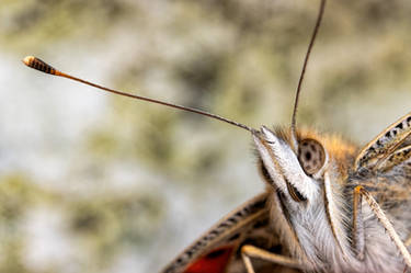 Butterfly Portrait