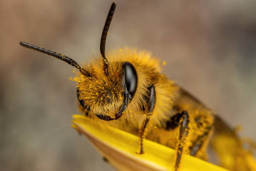 Mining Bee on a Dandelion