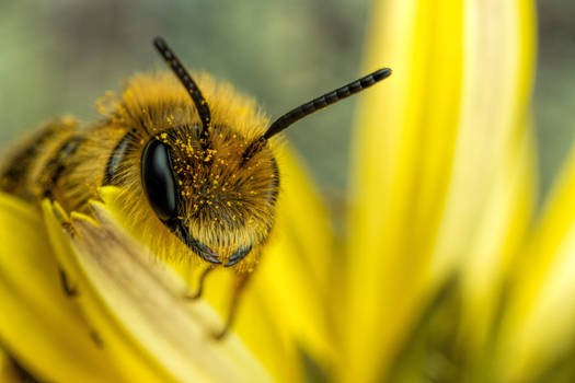 Mining Bee on a Dandelion II