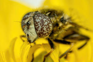 Spotted Hoverfly on a Buttercup