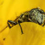 Spotted Hoverfly on a Buttercup II