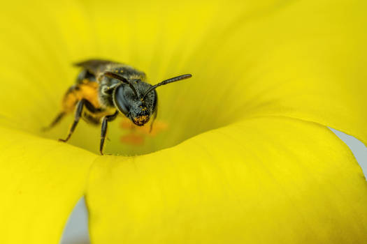 Sweat Bee in a Sour Grass Flower