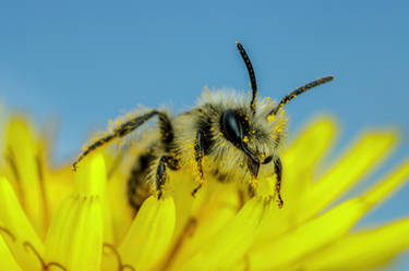 Mining Bee on a Dandelion III