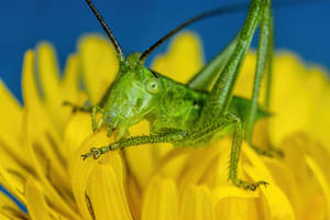 Bush Cricket Grazing on a Dandelion