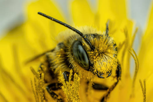 Blue Mason Bee on a Dandelion