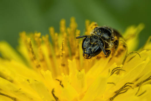 Sweat Bee on a Dandelion