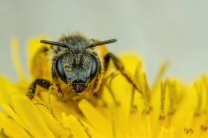 Sweat Bee on a Dandelion II