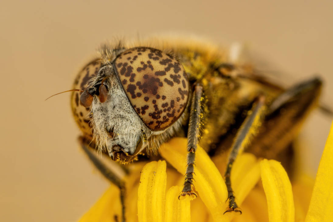 Lagoon Fly on a Buttercup