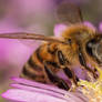 Foraging Honeybee